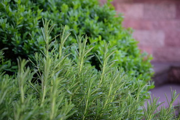 Frischer Rosmarin - Küchenkraut im Kräutergarten - Hintergrund und Textur
