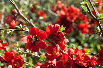 The red blossom. Closeup of flowering of Japanese quince or Chaenomeles japonica in spring. Usable as background, postcard, banner or poster and much more.