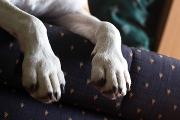 Dog sleeping on the bed. Dog paws