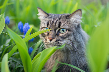 Naklejka na ściany i meble in the spring, a striped fluffy beautiful cat joyfully walks in the green grass with blue flowers in nature and curiously explores the thickets with big eyes
