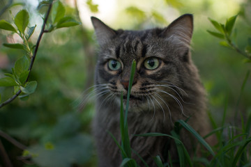 Naklejka na ściany i meble in spring, a striped fluffy beautiful cat joyfully walks in the branches of bushes with green leaves in nature and curiously explores the thickets with big eyes sniffs bites and eats