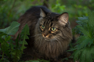 in the spring, a striped fluffy beautiful cat with big eyes joyfully walks in the branches of bushes with green leaves in nature and curiously explores