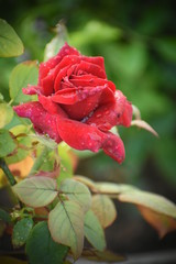 red rose close up image from DSLR in day light