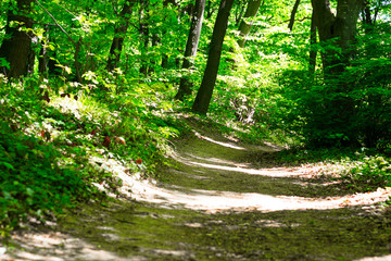Obraz premium Summer in the park trees alley. Empty brick road in the National park forest