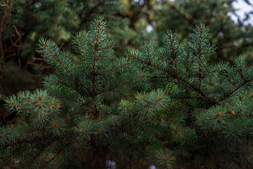 close-up of fir tree