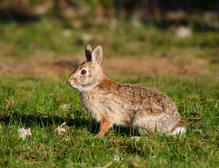 Wild Rabbit Sitting on Grass in Early Morning Light
