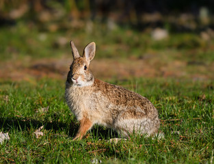 Naklejka na ściany i meble Wild Rabbit Sitting on Grass in Early Morning Light