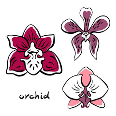 Orchid collection. Hand drawn colorful sketch of tropical flowers and leaves isolated on white background. Vector illustration