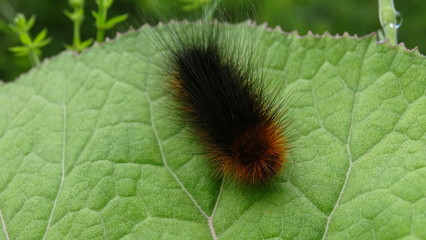 Raupe Brauner Bär, langhaarige Raupe braun