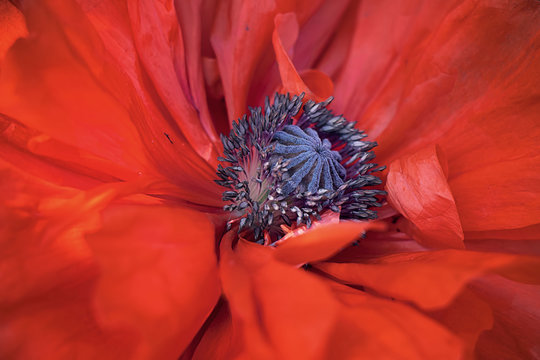 Middle Of Flyweight Red Poppy, Seed Box