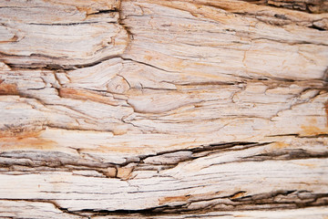 Tree bark wooden texture. Natural organic material backdrop