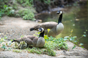Canadian geese parents with goslings by a stream.