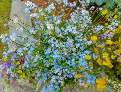Forget me not flower bouquet