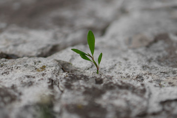 knot-grass lonely plant growing through stone 