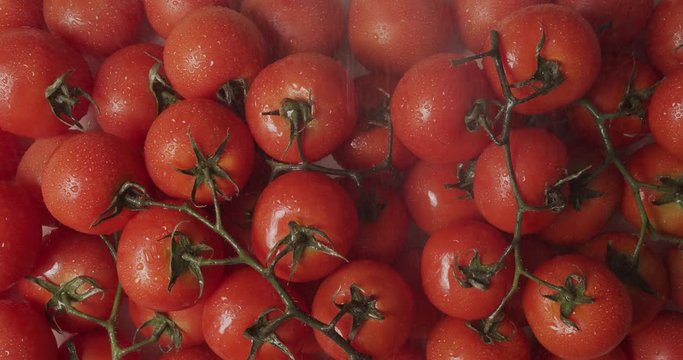 fresh juicy tomatoes sprinkled with water