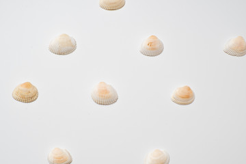 Different seashells on a white background , the concept of holidays by the sea.