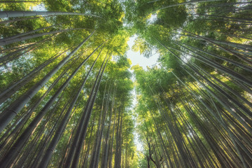 Bamboo forest in Arachiyama region with minimal sunrise in the morning times