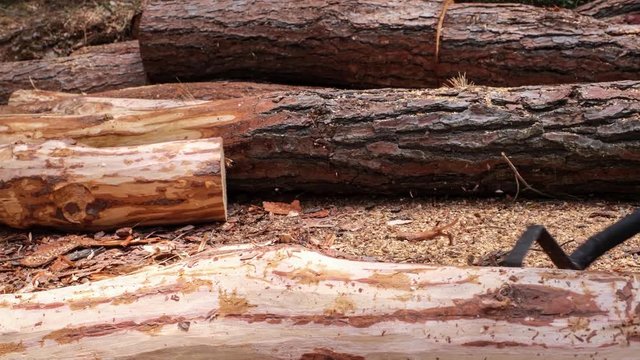 Peeling the bark of the pine tree stump