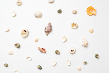 Different seashells on a white background , the concept of holidays by the sea.