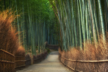 Bamboo forest in Arachiyama park on Japan