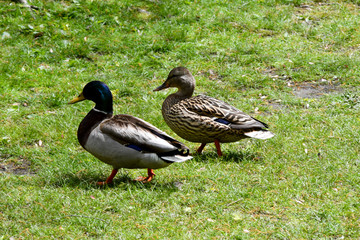 Two Ducks walking side by side on grass