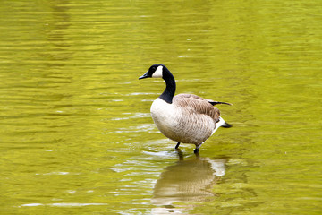 Canadian Goose standing in water