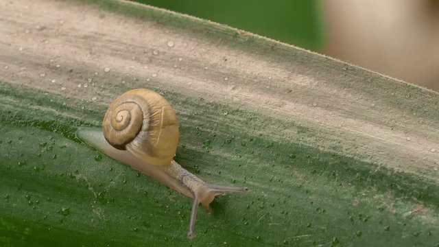 A snail crawling on a leaf. Faster macro shooting.