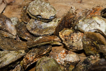 Oysters on the counter in wooden boxes on the market. Oysters for sale at the seafood market.
