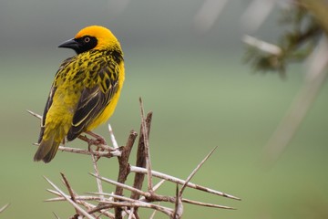 African Masked Weaver bird stand on a branch photographed at safari trip in Serengeti national park...