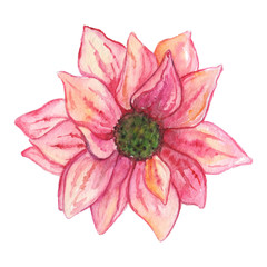 Watercolor pink chrysanthemum flower isolated clip art