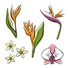 Fototapeta premium Tropical flowers collection: orchid, strelitzia, plumeria, heliconia. Hand drawn colorful sketch of tropical flowers and leaves isolated on white background. Vector illustration