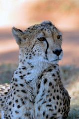 Cheetah the fastest land animal 
