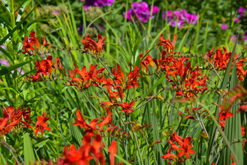 Close-Ups of Colorful flowers 