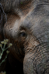 Male African Elephant eye close up