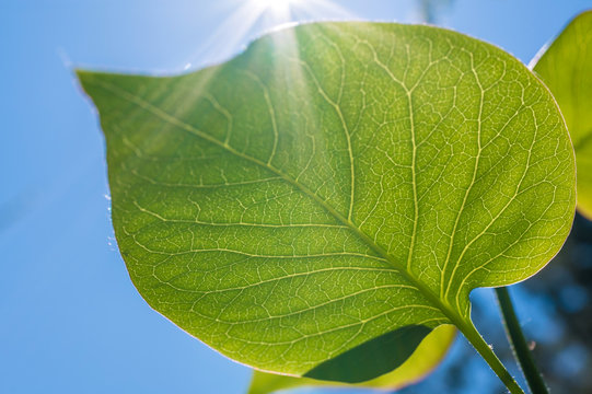 Die Lebensadern eines frischen gr&uuml;nen Blattes im Detail vor sonnigem Himmel