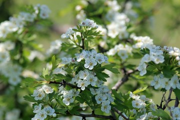 Blooming hawthorn in the forest in spring