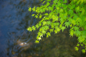 清流とモミジ