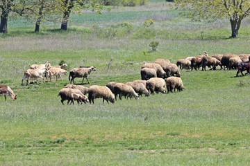 A flock of sheep and goats in a meadow