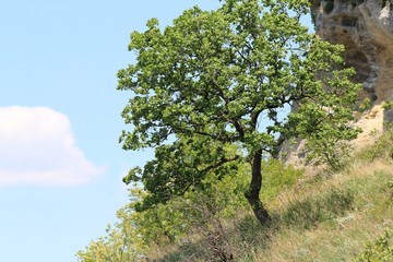 A lone tree on a cliff face on the Madara plateau (Bulgaria)