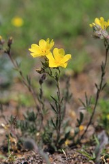 Yellow flowers of Helianthemum nummularium in a meadow in the mountains