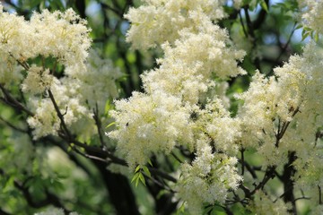 Flowers Fraxinus ornus close up