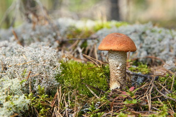 edible mushroom orange cap boletus close up in the forest with copy space