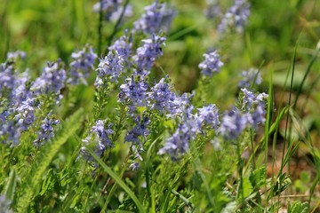 Blue Veronica flowers in the meadow