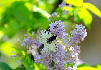 Parnassius mnemosyne butterfly on lilac flowers