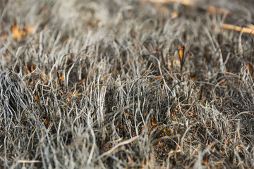 scorched grass on the field after a fire