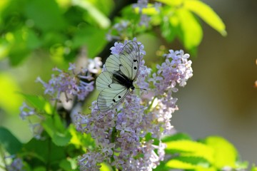Parnassius mnemosyne butterfly on lilac flowers