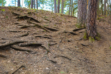 the roots of old trees in a ravine in the spring forest