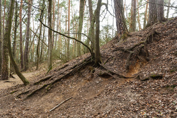 Fototapeta premium the roots of old trees in a ravine in the spring forest
