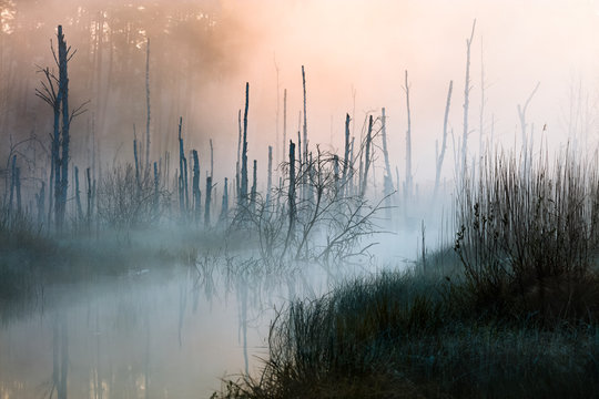 Piękno Wiosennych Mokradeł Warmii -Polska 