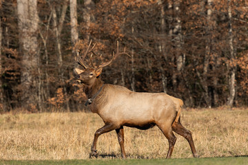 Tagged Elk in the Valley